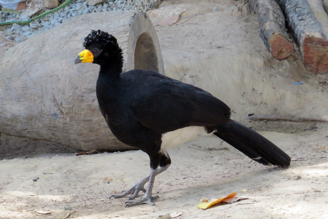 Quem é Ricardo Aquino dos Santos, o jovem confundido com a criminosa?
