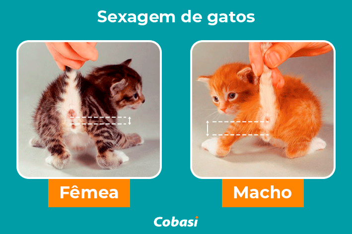 1. Como identificar o sexo de um filhote de gato recém-nascido. 2. A importância de saber o sexo do seu gato para cuidados veterinários. 3. Gatos tricolores: por que são quase sempre fêmeas? 4. Diferenças comportamentais entre gatos machos e fêmeas. 5. Quando os testículos do gato macho se tornam visíveis?