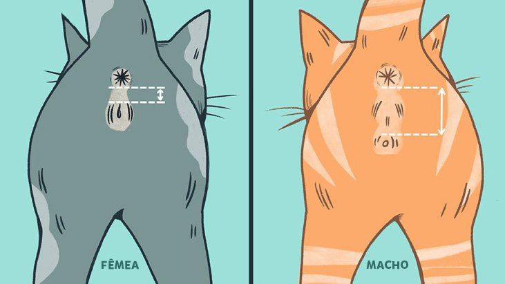 1. Como identificar o sexo de um filhote de gato recém-nascido. 2. A importância de saber o sexo do seu gato para cuidados veterinários. 3. Gatos tricolores: por que são quase sempre fêmeas? 4. Diferenças comportamentais entre gatos machos e fêmeas. 5. Quando os testículos do gato macho se tornam visíveis?