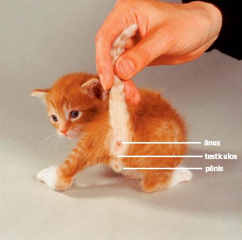 saber se o gato é macho ou fêmea