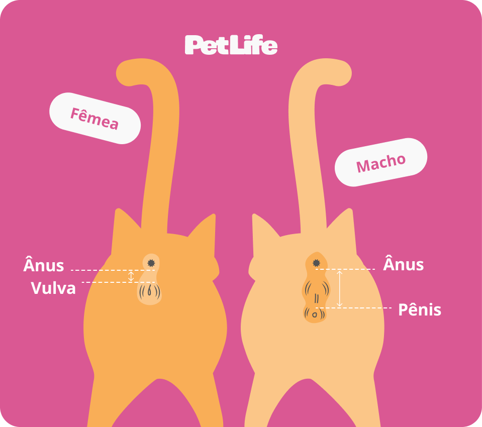 1. Como identificar o sexo de um filhote de gato recém-nascido. 2. A importância de saber o sexo do seu gato para cuidados veterinários. 3. Gatos tricolores: por que são quase sempre fêmeas? 4. Diferenças comportamentais entre gatos machos e fêmeas. 5. Quando os testículos do gato macho se tornam visíveis?