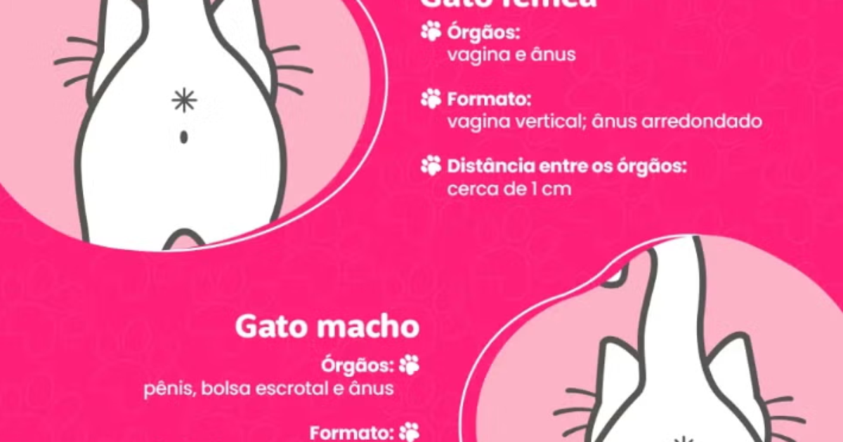 saber se o gato é macho ou fêmea